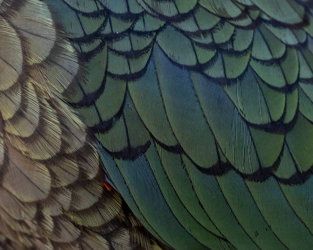 Kea (Nestor notabilis) wing feathers stock photo