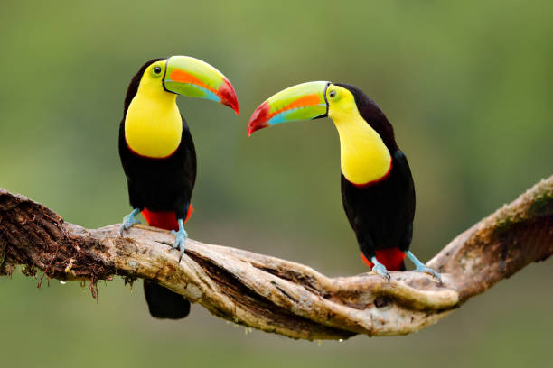 Keel-billed Toucan, Ramphastos sulfuratus, bird with big bill sitting on branch in the forest, Costa Rica. Nature travel in central America. Beautiful bird in nature habitat. stock photo