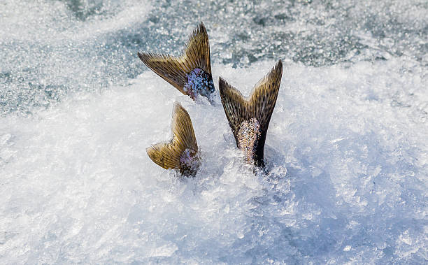 Keeping Chinook salmon cool while ice fishing stock photo