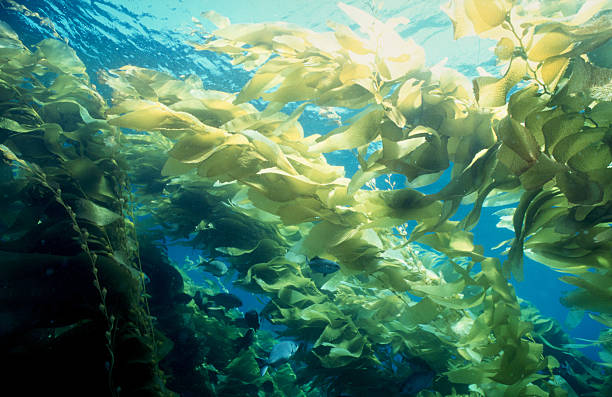Kelp Forrest An underwater view of a magnificent kelp forest. Image was taken with a Nikonos V professional underwater camera system. algae stock pictures, royalty-free photos & images