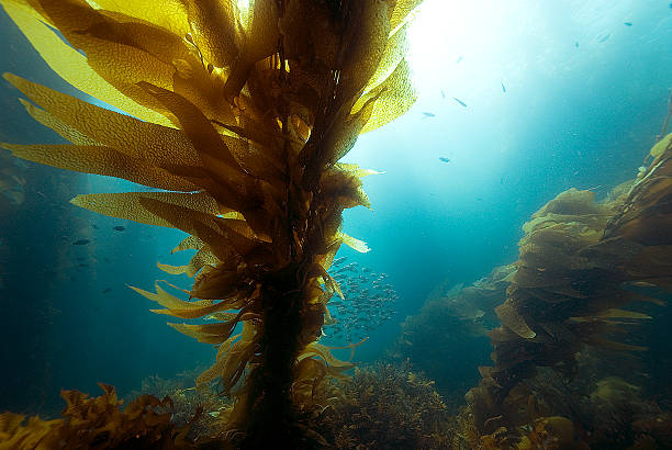 Kelp in sunlight stock photo