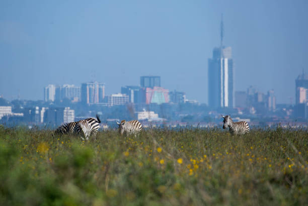 Kenya: Burchell's Zebra stock photo