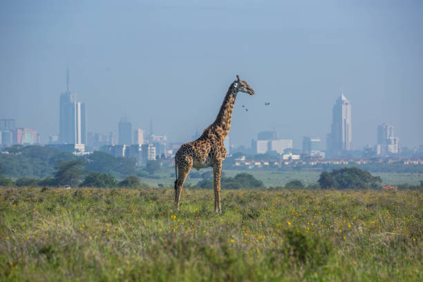 Kenya: Masai giraffe A Masai Giraffe (Giraffa camelopardalis tippelskirchii aka Kilimanjaro giraffe) in Nairobi National Park with the city in the background. masai giraffe stock pictures, royalty-free photos & images