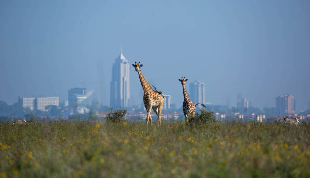 Kenya: Masai giraffe stock photo