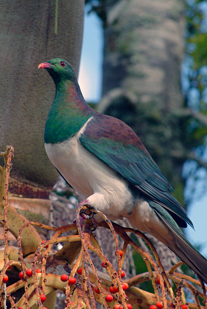 Kereru - New Zealand Wood Pigeon stock photo