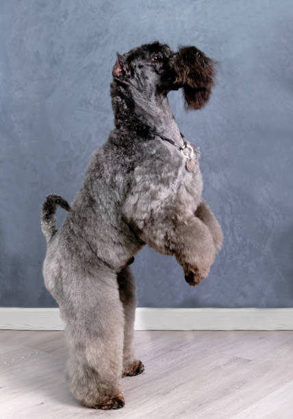 Kerry Blue Terrier stands on its hind legs showing off its new haircut after visiting a professional groomer. Kerry Blue Terrier stands on its hind legs showing off its new haircut after visiting a professional groomer. The dog is cut according to the breed standard. county kerry stock pictures, royalty-free photos & images