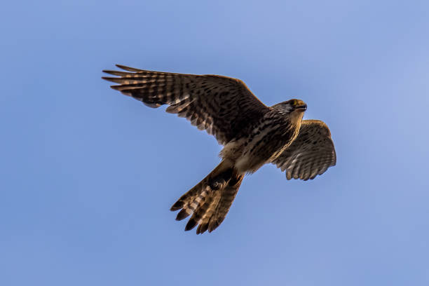 Kestrel - Falco tinnunculus stock photo