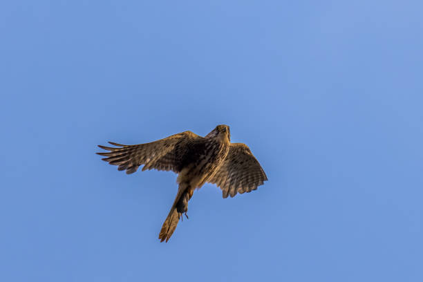 Kestrel - Falco tinnunculus stock photo