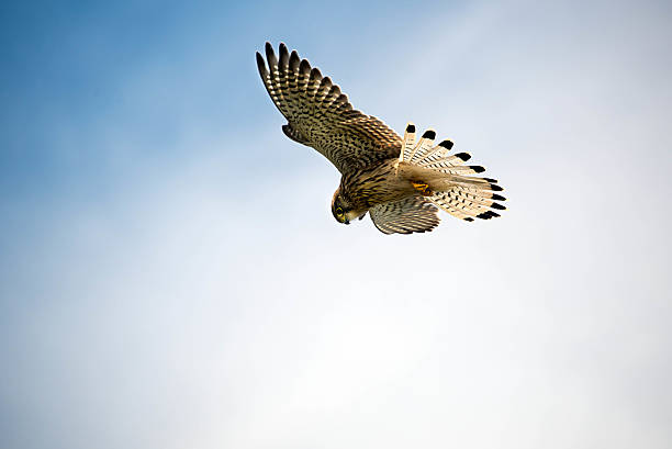Kestrel hovers above ready to swoop on its prey stock photo
