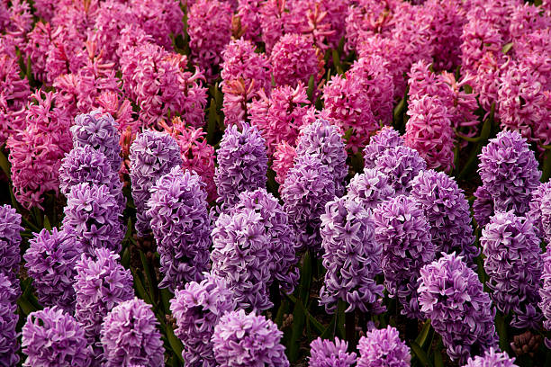 keukenhof gardens, holland - red hyacinth bildbanksfoton och bilder