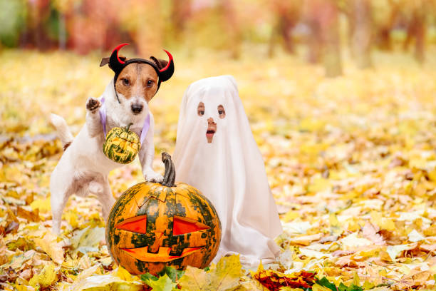 Kid and dog dressed in Halloween costumes with Jack o' lantern pumpkins Dog wearing Halloween costume greeting you with a paw ghost boy stock pictures, royalty-free photos & images