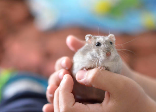 Kid holding a cute grey hamster, children and pets. stock photo