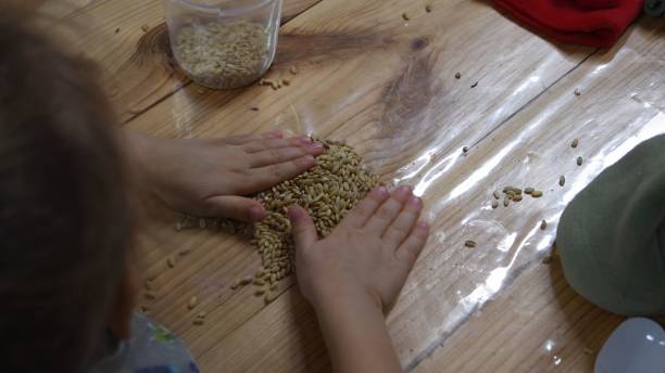 Kid plays with natural wheat grains to increase sensory motor skills stock photo