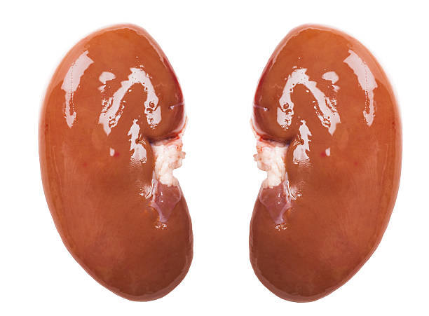 Почки животных фото Почки животных фото