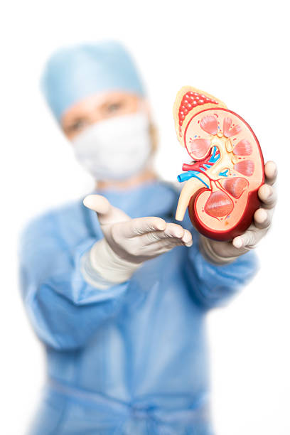Kidney with doctor Medical model of kidney in the hands of the surgeon anatomical model photos stock pictures, royalty-free photos & images