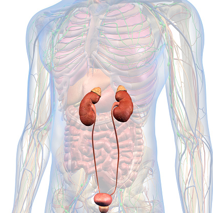 Kidneys Renal System And Male Abdominal Internal Anatomy Stock Photo - Download Image Now - iStock