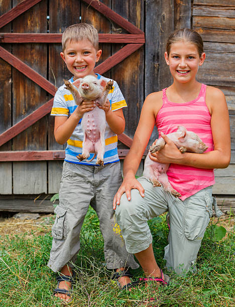 Kids with piglet stock photo