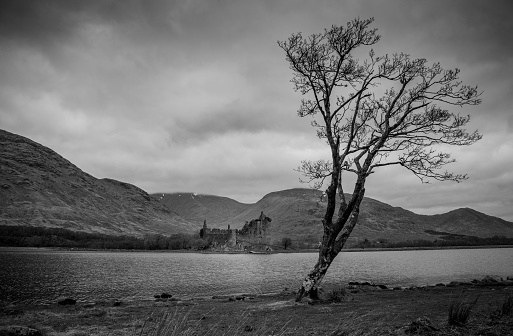 A square monochrome image of a lone tree at the head of Loch Etive, Argyll and Bute, Scotland