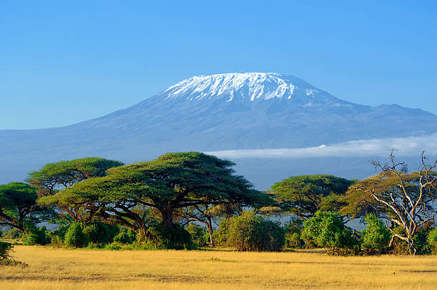 Kilimanjaro on african savannah Snow on top of Mount Kilimanjaro in Amboseli mt kilimanjaro photos stock pictures, royalty-free photos & images