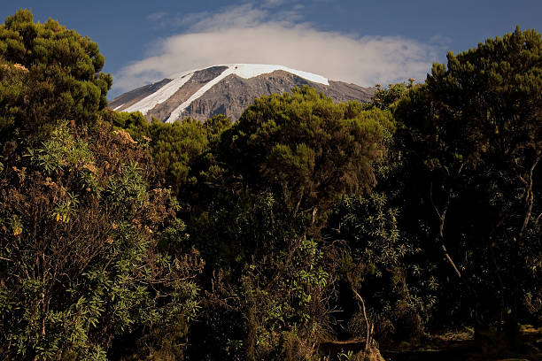 kilimanjaro stock photo