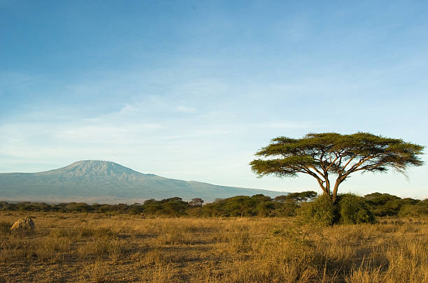 kilimanjaro - lowlands stockfoto's en -beelden