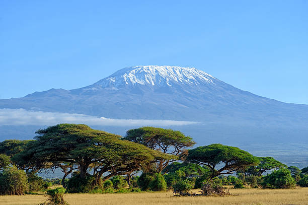 Kilimanjaro Snow on top of Mount Kilimanjaro in Amboseli east africa stock pictures, royalty-free photos & images