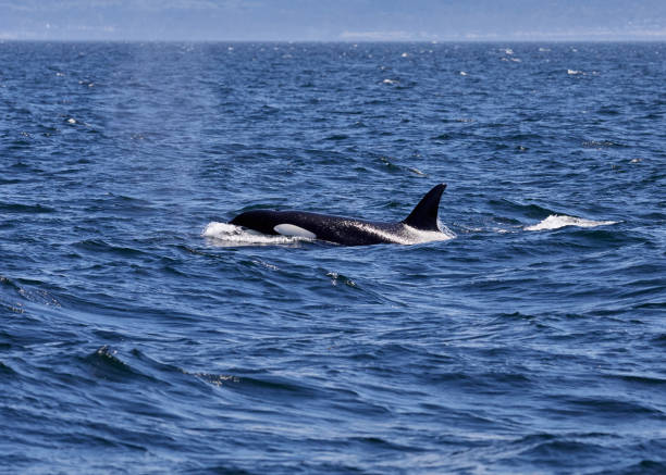 Killer Whale (Orca) off the coast of Victoria, British Columbia, Canada, stock photo