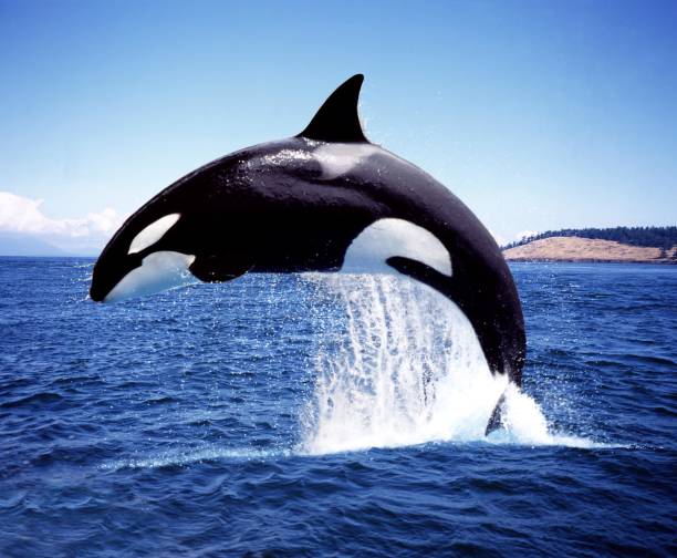 Killer Whale, orcinus orca, Adult Breaching, Channel near Orca's Island stock photo