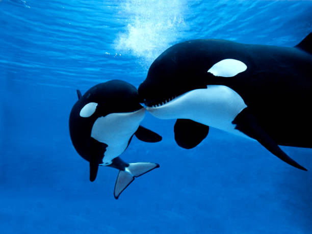 Killer Whale, orcinus orca, Female with Calf stock photo