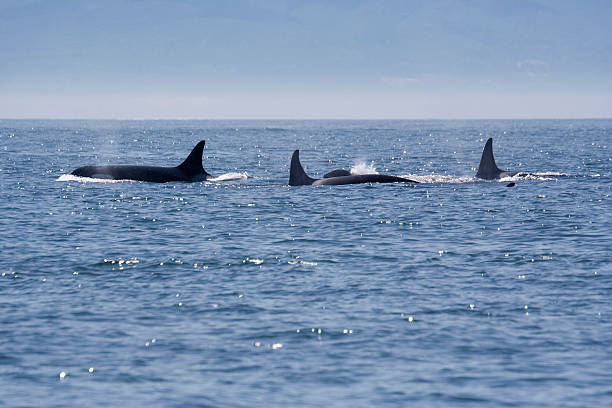 鯨の群れのストックフォト Istock