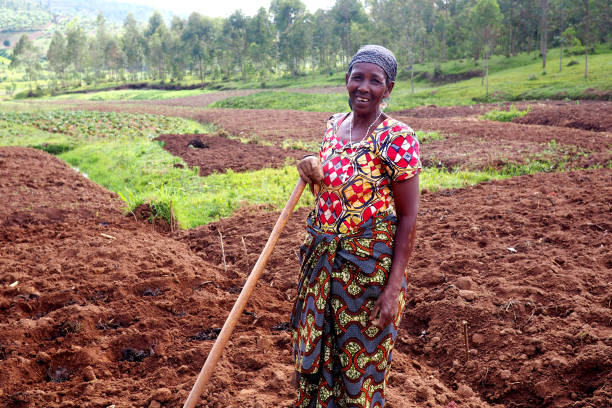 Kinazi, Rwanda - 14 November 2018 : An African subsistence farmer in her fields stock photo