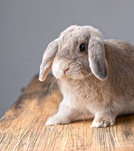 kind grey easter bunny - dwarf rabbit bildbanksfoton och bilder