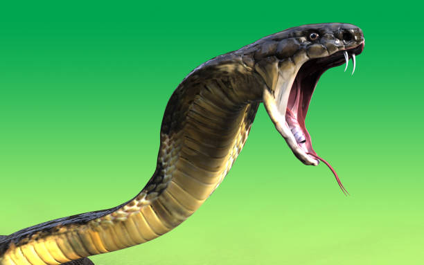 King cobra snake Close-Up Of 3d King cobra snake attack  isolated on green background animals attacking stock pictures, royalty-free photos & images