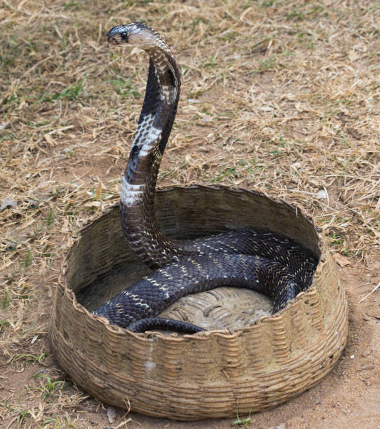777 snake charmer stock photos pictures royalty free images