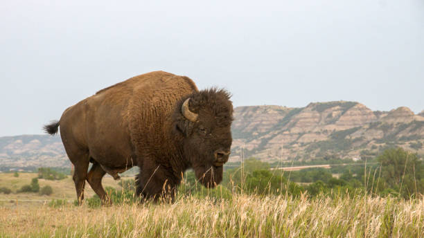 king of the range bull buffalo in scenic surroundings theodore roosevelt national park stock pictures, royalty-free photos & images