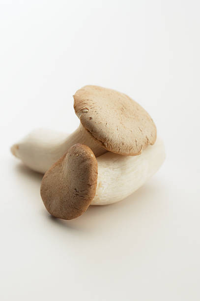 king oyster mushroom pleurotus eryngii on white background - mushrrom bildbanksfoton och bilder