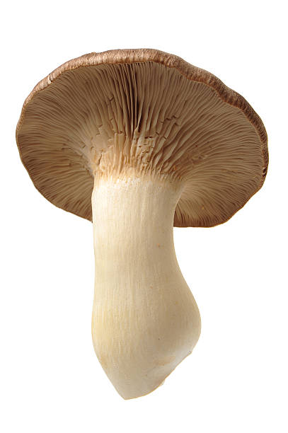 king oyster mushroom pleurotus eryngii - mushrrom bildbanksfoton och bilder