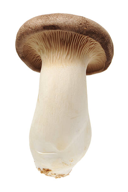 king oyster mushroom pleurotus eryngii - mushrrom bildbanksfoton och bilder
