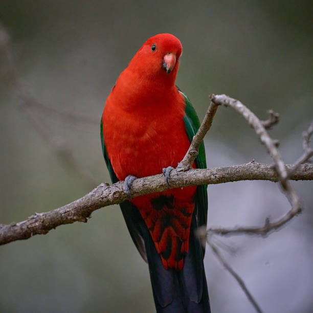King Parrot (male), Normanhurst, New South Wales stock photo