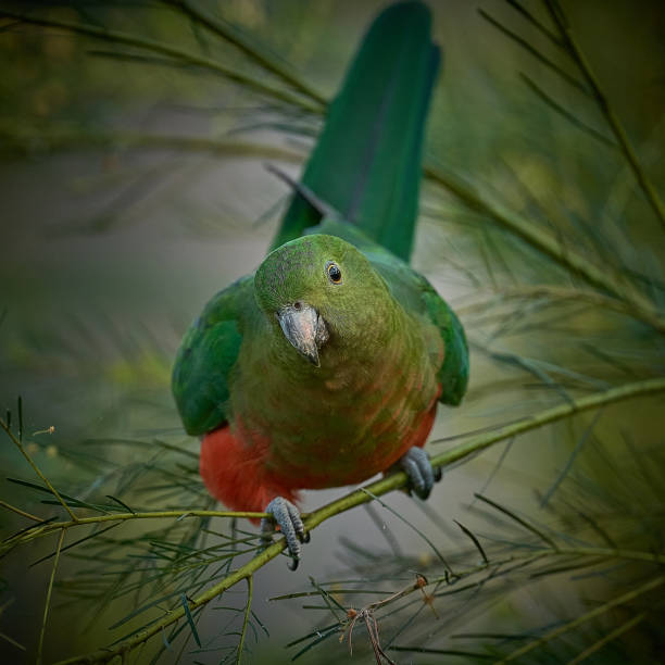 King Parrot (female), Sydney, New South Wales stock photo