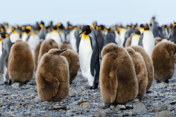 King penguin chicks  baby penguin stock pictures, royalty-free photos & images