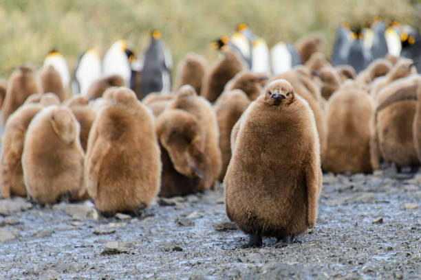 King penguin chicks  baby penguin stock pictures, royalty-free photos & images