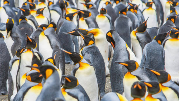 king penguin colony panorama south georgia antarctica - antarctica stockfoto's en -beelden