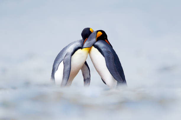 King penguin mating couple cuddling in wild nature, snow and ice. Pair two penguins making love. Wildlife scene from white nature. Bird behavior, wildlife scene from nature, South Georgia, Antarctica. stock photo