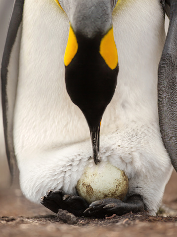 King Penguin With An Egg On Feet Waiting For It To Hatch Stock Photo Download Image Now Istock