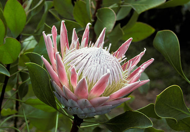 King Protea Flower Blossom with Pink Spikes stock photo