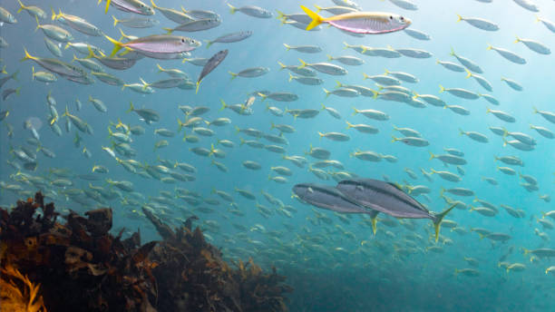 Kingfish Hunt as they Swim Through a School of Fish stock photo