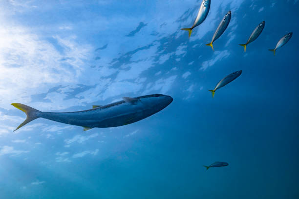 A Kingfish Hunts as it Swims Through a School of Fish stock photo