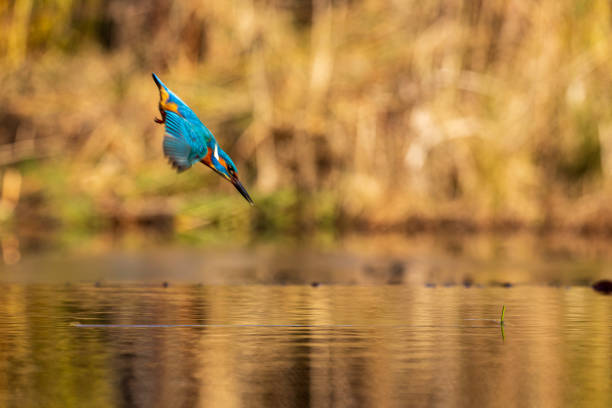 Kingfisher high speed dive into the water stock photo