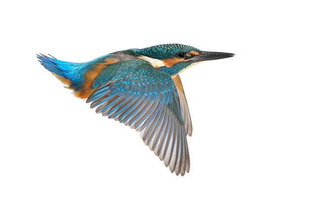 Kingfisher in flight stock photo